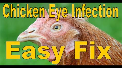 In addition, veterinarians may prescribe Terramycin to treat corneal ulcers (an open sore on the clear surface of the eye). . Human eye drops for chickens